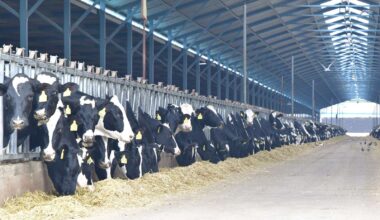 China reopens door to Aussie genetics