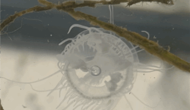 Rare sightings of Lake Erie jellyfish have people buzzing