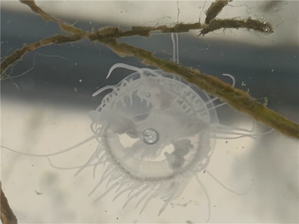 Rare sightings of Lake Erie jellyfish have people buzzing
