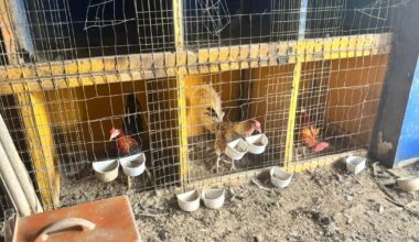 Dozens of hens, chickens rescued from alleged cockfighting operation in Philadelphia, ACCT Philly says
