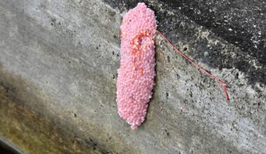 If you see them, you can either call the state's invasive species hotline or use its online tools to report sightings.