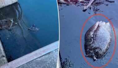 Fisherman stunned after reeling in 11-pound mystery critter