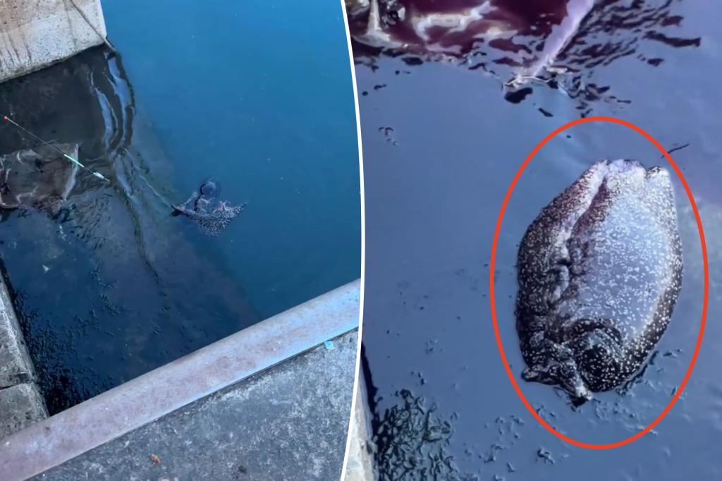 Fisherman stunned after reeling in 11-pound mystery critter