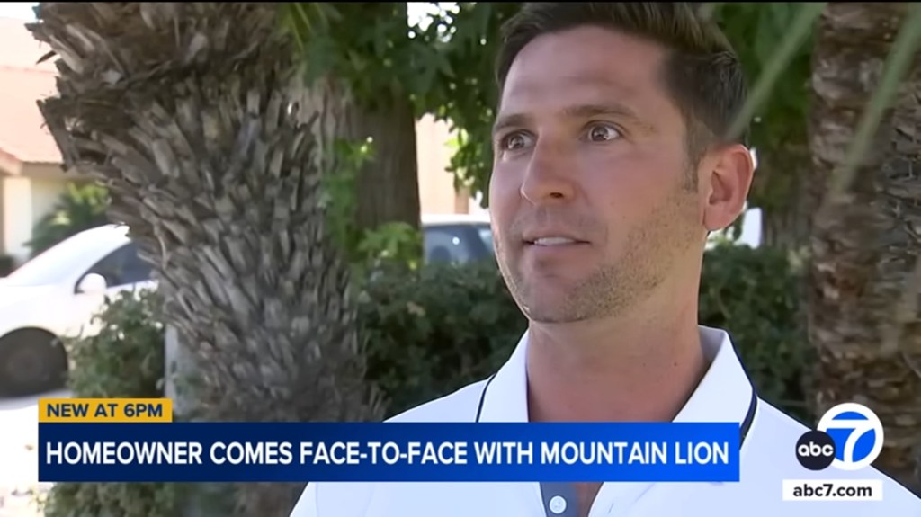 Homeowner interviewed after mountain lion encounter.