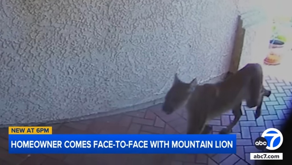 Homeowner encounters mountain lion at their front door.