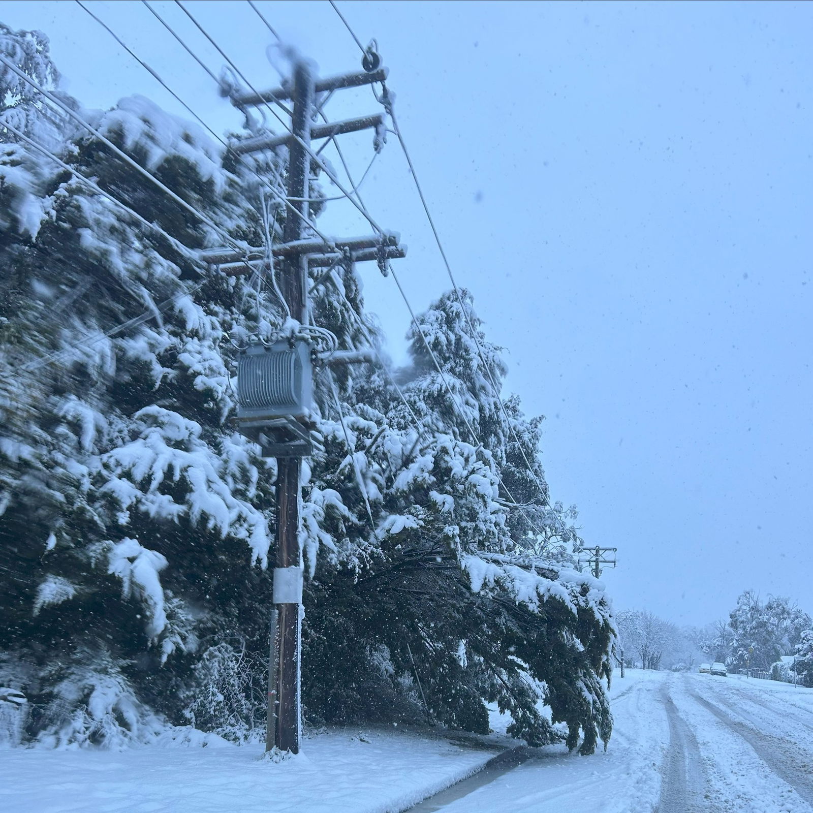 A powerpole coated in snow, along a snowy road next to snow-covered pine trees