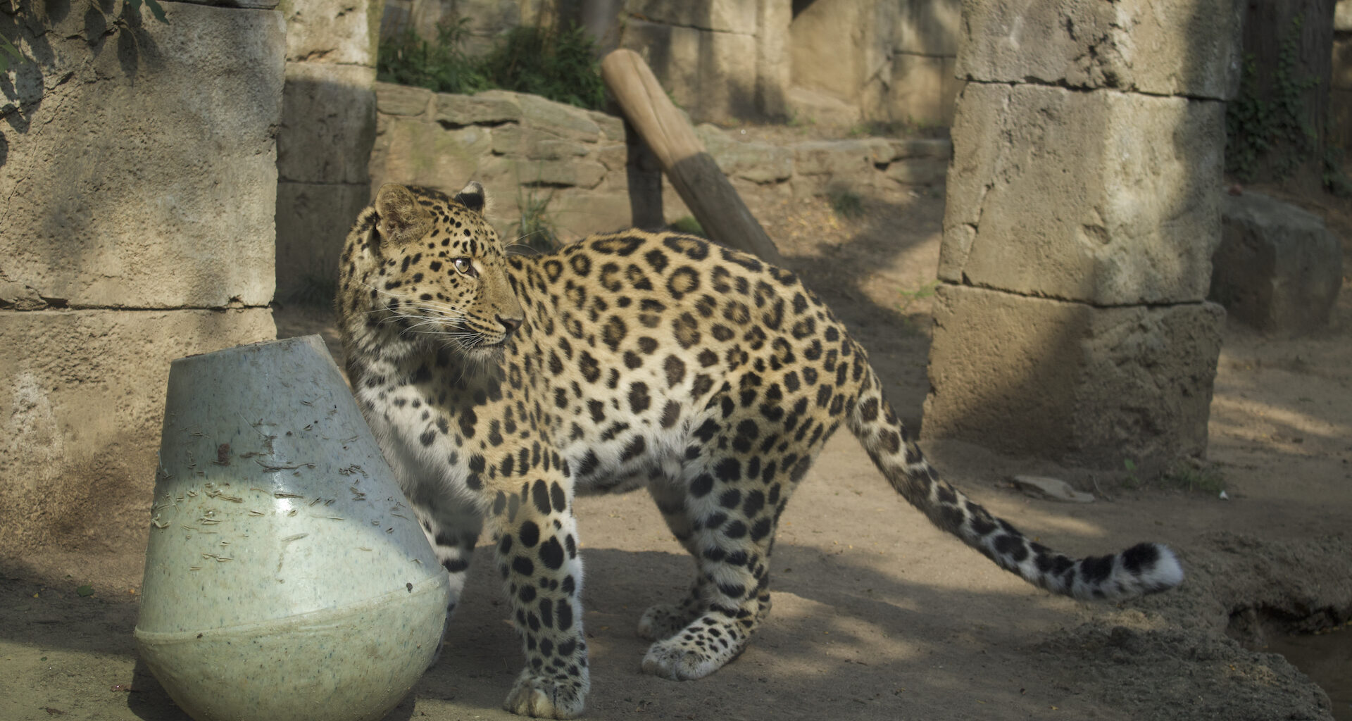 2 new big cats arrive at Philly Zoo