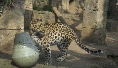 2 new big cats arrive at Philly Zoo