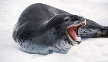 Beneath Antarctica’s Sea Ice, Leopard Seals Sing Nursery Rhymes In Search Of Love