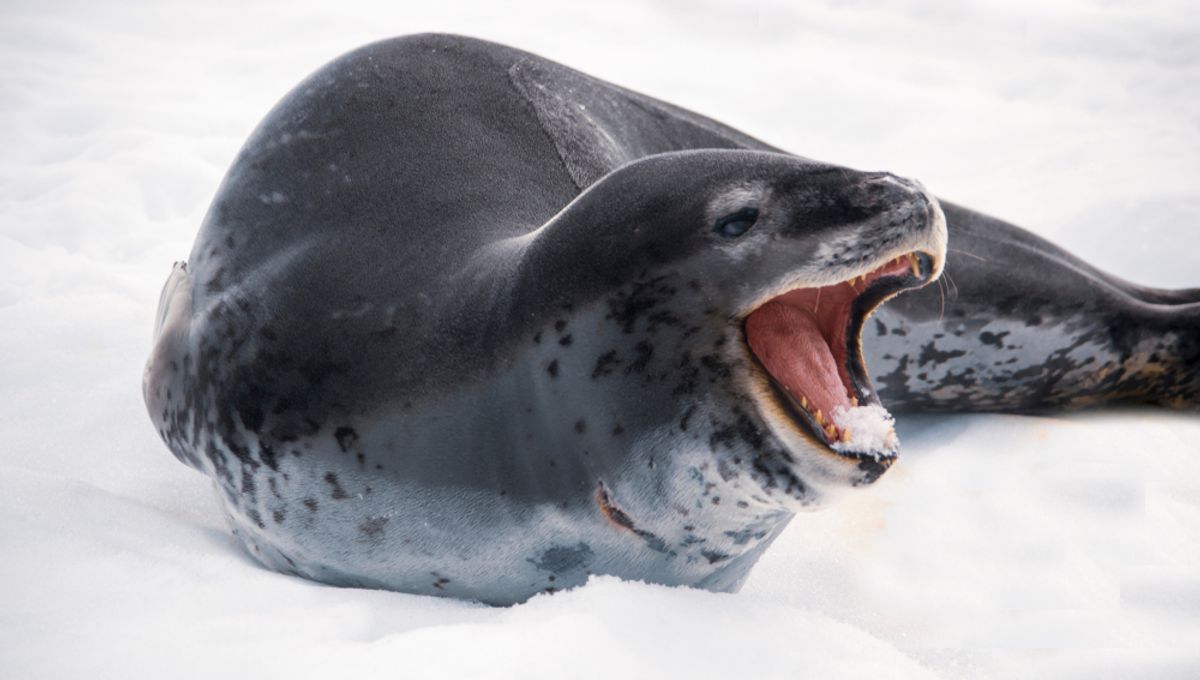 Beneath Antarctica’s Sea Ice, Leopard Seals Sing Nursery Rhymes In Search Of Love