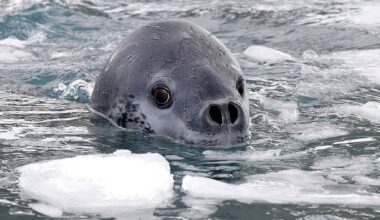 Scientists reveal that leopard seals seduce with songs as orderly as nursery rhymes—this is how they seduce and compete