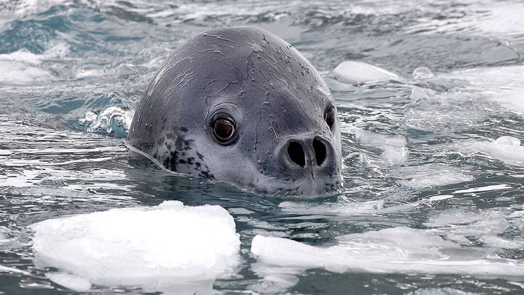 Scientists reveal that leopard seals seduce with songs as orderly as nursery rhymes—this is how they seduce and compete