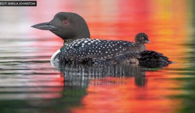 The "Loon Lady" on a mission to protect Minnesota's state bird: "We need to do better"