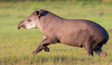 It's official - South America's largest land mammal returns to the Atlantic rainforest after more than a century