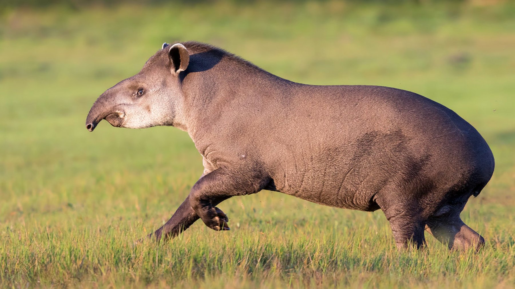 It's official - South America's largest land mammal returns to the Atlantic rainforest after more than a century