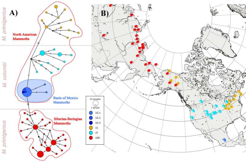 Mammoth DNA from Mexico reveals divergent lineage from its mammoth relatives