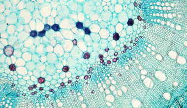 UChicago researchers find hidden logic behind cellular decisions