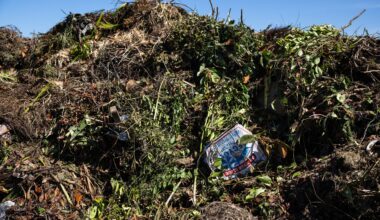 To Compost or Not to Compost: The Pizza Box