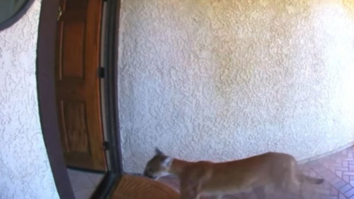 Video shows mountain lion walk into La Verne home – NBC Los Angeles
