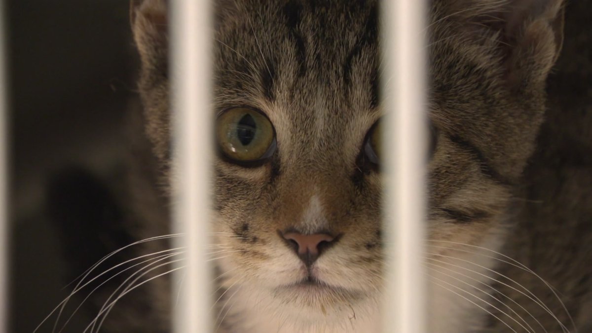 Pets arrive in Texas for HSNT Mega Adoption Event – NBC 5 Dallas-Fort Worth