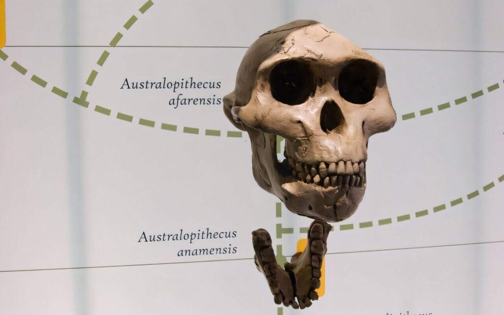 Australopithecus afarensis skull and A. anamensis jawbone