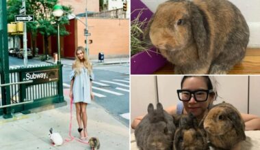 Rabbits used in Anna Delvey photoshoot dumped in Prospect Park, sparking outrage: 'Regret it deeply'