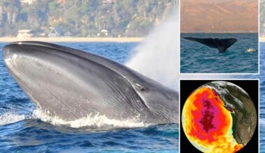 Blue whales going silent off coast of California alarming scientists with greater ecosystem danger