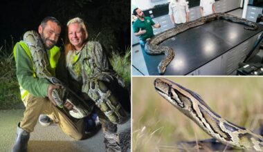 Florida man captures 87 invasive pythons, awarded $1,000 through state incentive system