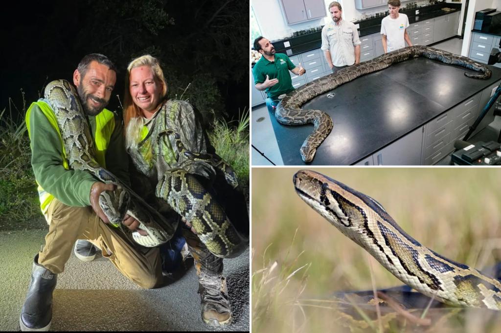 Florida man captures 87 invasive pythons, awarded $1,000 through state incentive system