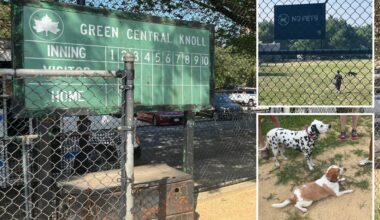 'Entitled' NYC pet owners turn kiddie ballfield into illicit poop-filled dog park