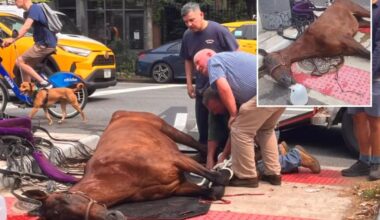Carriage horse dies on NYC street in horrifying scene