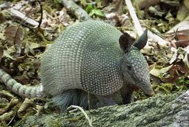 Armadillos are now officially established in Indiana