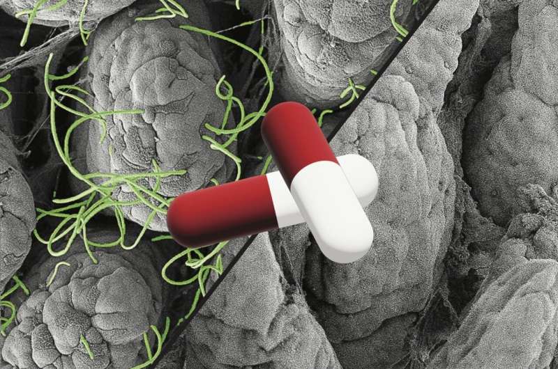 Non-antibiotic drugs can also disrupt the microbiome
