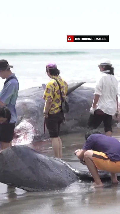 Dead whales surface on Japan shore amid tsunami warnings - YouTube