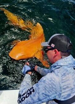 Orange Nurse Shark Xanthism Inline 1