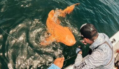 This Orange Shark Is the Result of a Rare Genetic Double Whammy