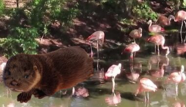Zoo Officials Baffled When Lost Otter Cub is Found Snoring Among the Flamingos