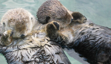 Sea Otters Hold Hands While Sleeping To Avoid Drifting Apart