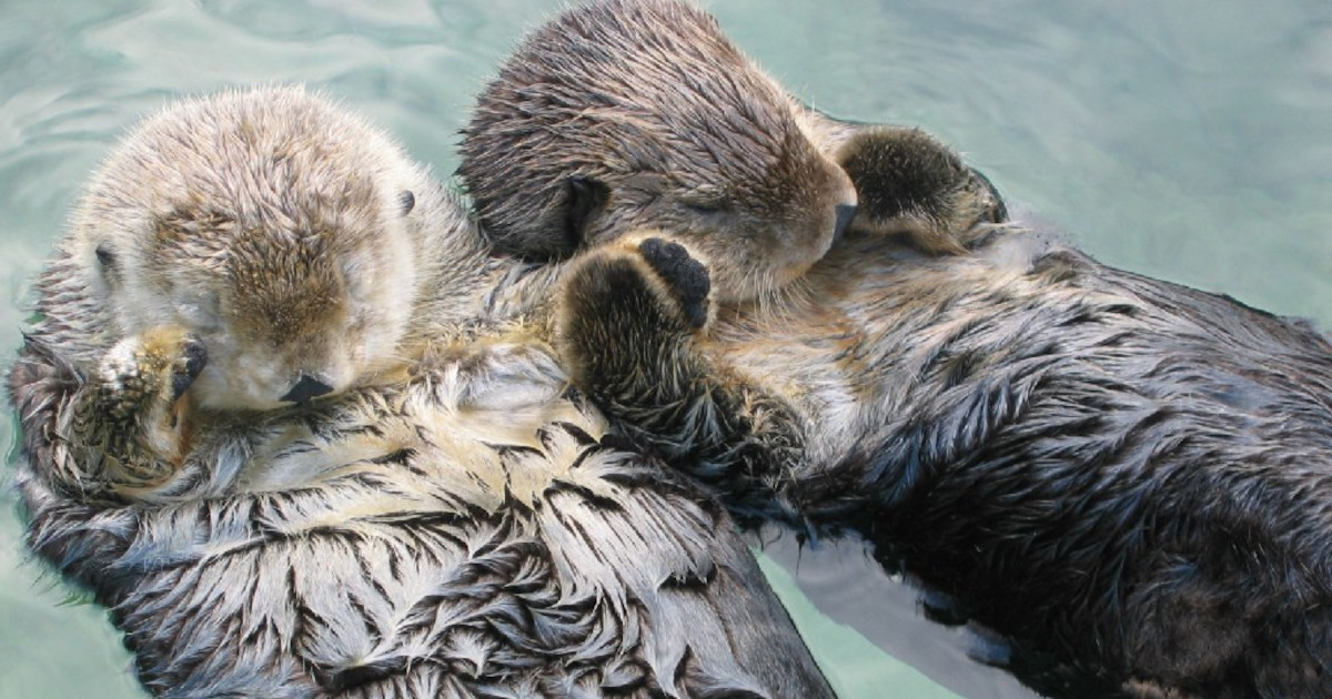 Sea Otters Hold Hands While Sleeping To Avoid Drifting Apart