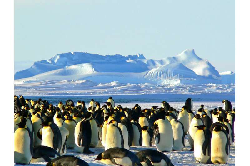 penguins antarctica