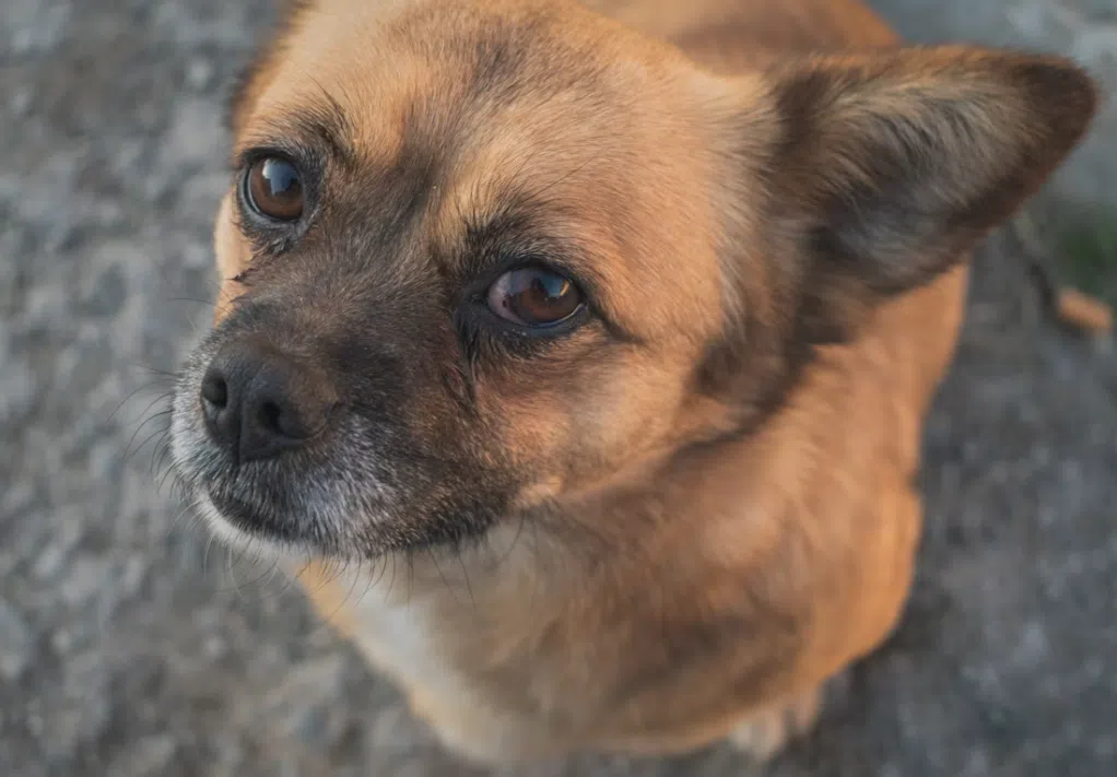 Link between dogs and humans. Photo: Unsplash.