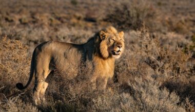 A lion in Western Cape, South Africa.