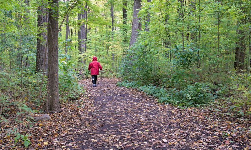 nordic walking poles