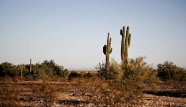 Phoenix matched a daily heat record on Thursday that was originally set just six years ago....