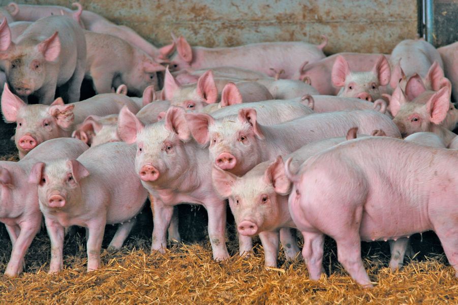 Norway’s livestock genetics drive efficiency, sustainability in swine and dairy production