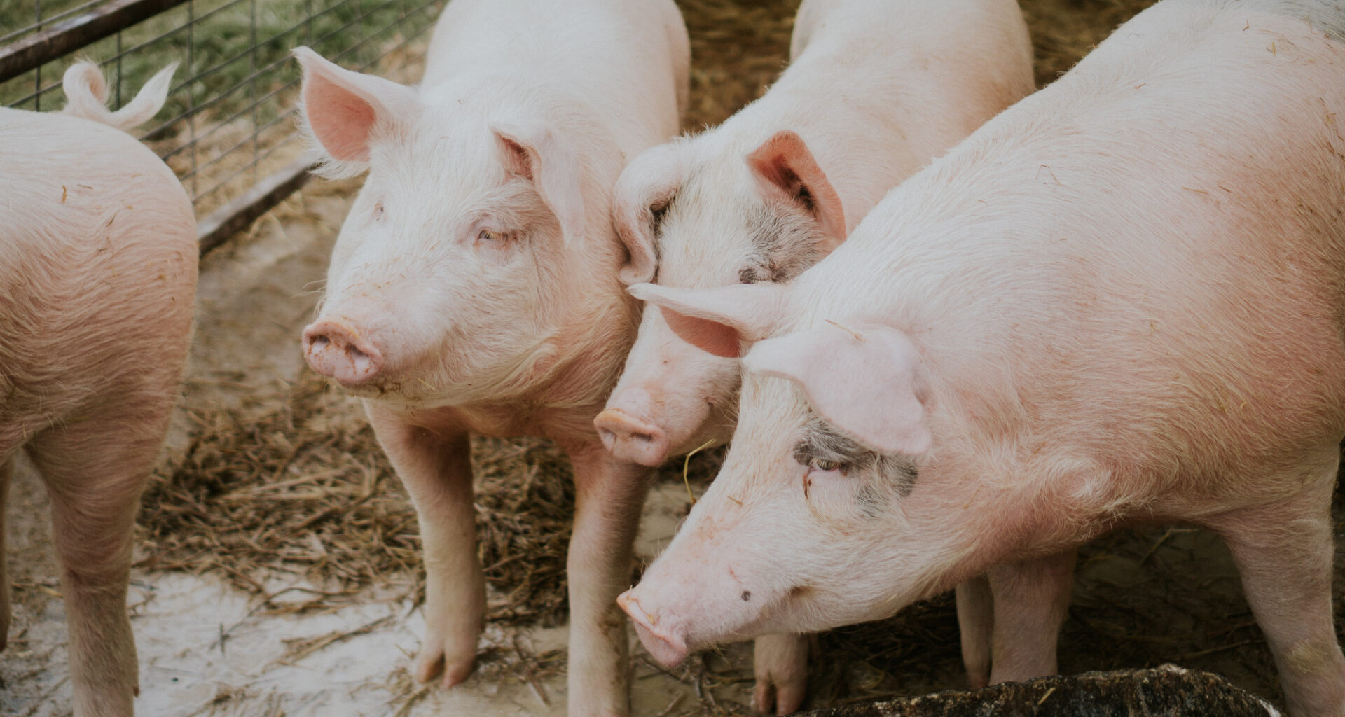 Pig Farmers Urged to Prioritise Animal Welfare - Swine news