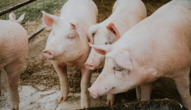 Pig Farmers Urged to Prioritise Animal Welfare - Swine news
