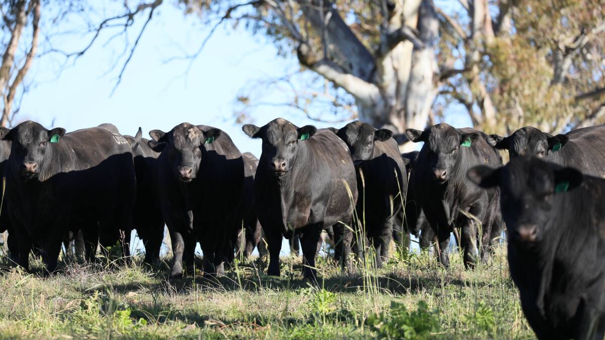 The studs September 10 sale will feature 100 bulls including sons of Ben Nevis Rambo, Dunoon Sunstone S378 and Hart Network. Picture supplied