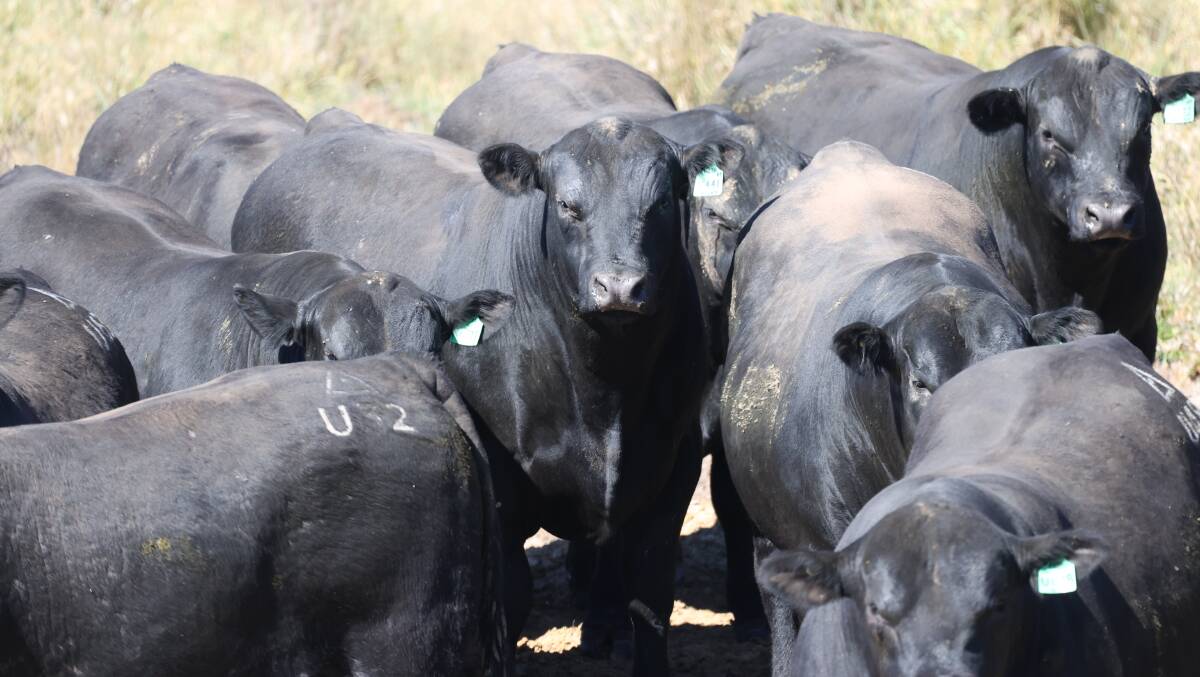Investing in genetics over the past five years has led to a highly consistent herd at Ben Nevis. Picture supplied