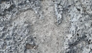 Rare 115 Million Year Old Dinosaur Footprints Discovered In Texas After Flooding Reveals Hidden Fossils